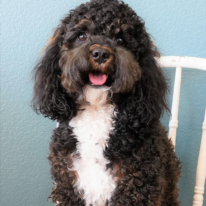 Colorado-Maroon-Belle-Official-Pic