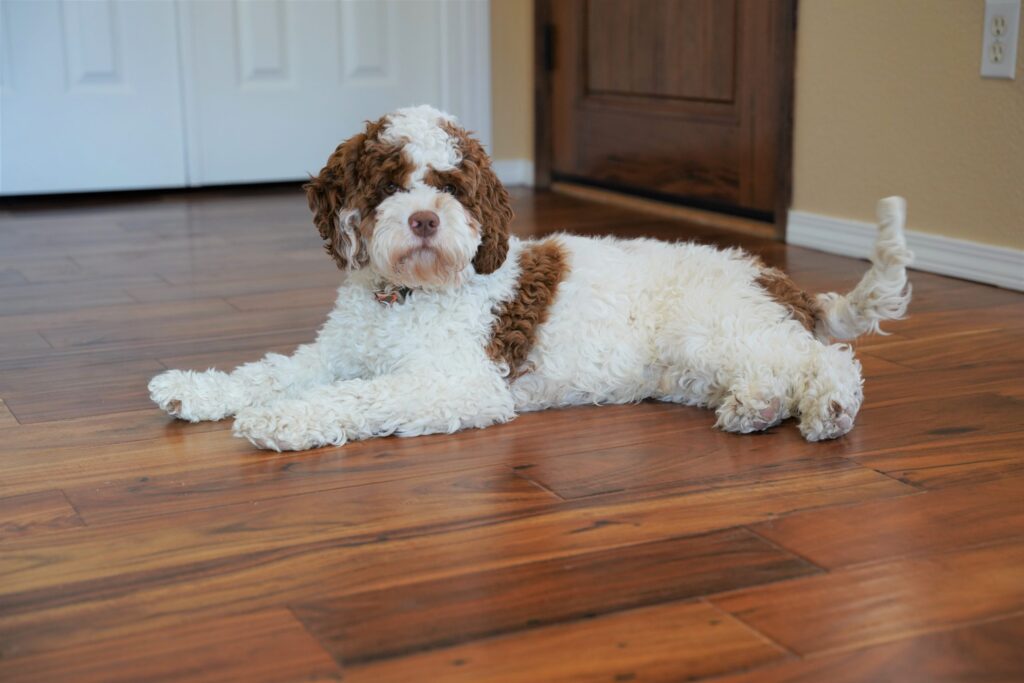 Hoosier-Daddy-2-scaled