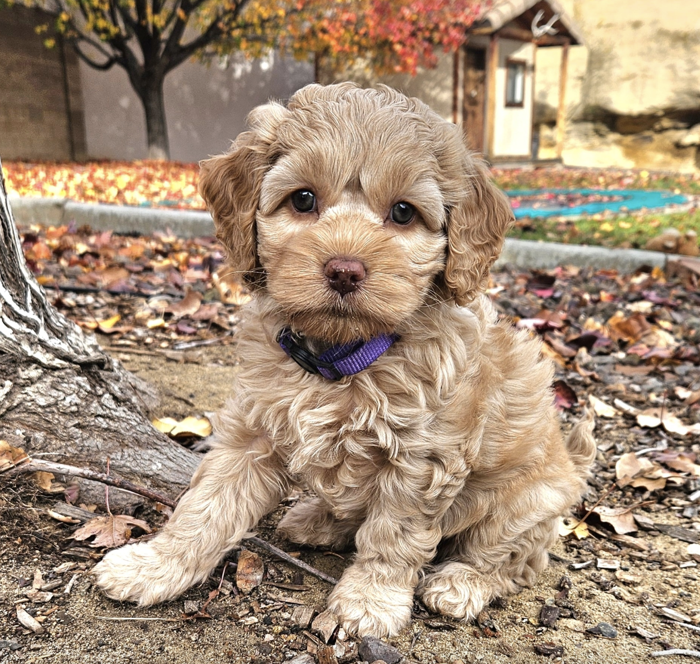 Screenshot 2026-03-29 at 2.02.24 AM