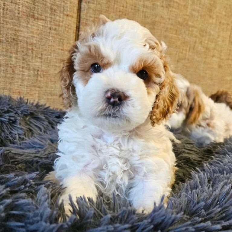 Screenshot_20260418_215246_Facebook[1]