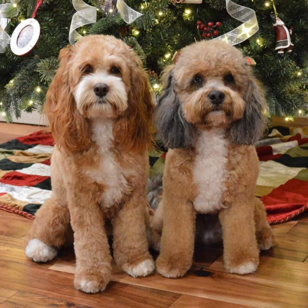 fb_img_1608271472672