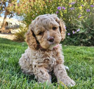 20241026_1507131-1011x1024-1